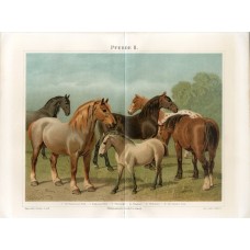 1887 Horses Horse Breeds Swedish Pony Antique Print Chromolithograph German Natural History Illustration Brehm