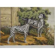 DOGS, Dalmatians. Chromolithography, France 1889