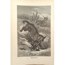 Antique German zoological engraving by A. Brehm from 