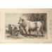 Antique German zoological engraving by A. Brehm from 