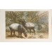 Antique German zoological engraving by A. Brehm from 
