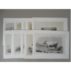 Cattle Zoology Bull Cow Limousine Durham - 15 Lithographs - Lemercier 1870