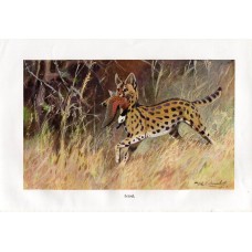  Original rare antique print page from book Brehms Tierleben (English title: Brehm's Animal Life), a scientific reference book, first published in t