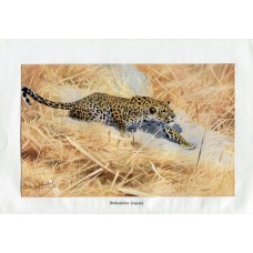 1900 Jaguar Antique Print Chromolithograph German Natural History Illustration Brehm