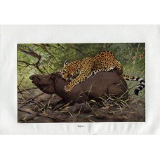 1900 Jaguar Attack Tapir Antique Print Chromolithograph German Natural History Illustration Brehm