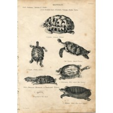 Tortoises