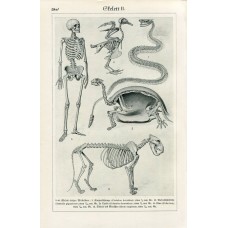 1895 SKELETONS HUMAN LION PIGEON TURTLE RATTLESNAKE Antique Lithograph Print