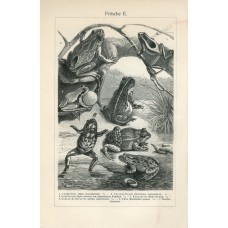 1895 SKELETONS HUMAN LION PIGEON TURTLE RATTLESNAKE Antique Lithograph Print